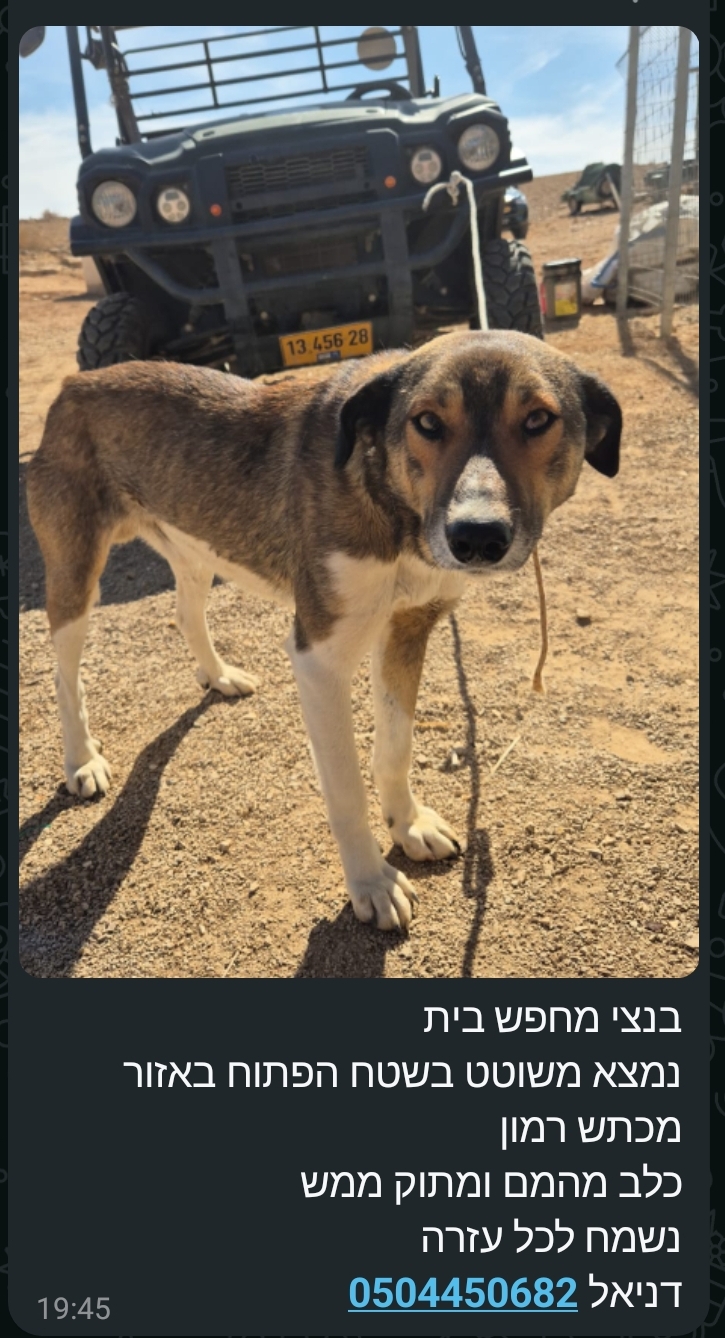 Pet for adoption