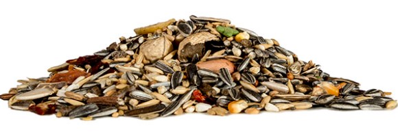 Dog Food