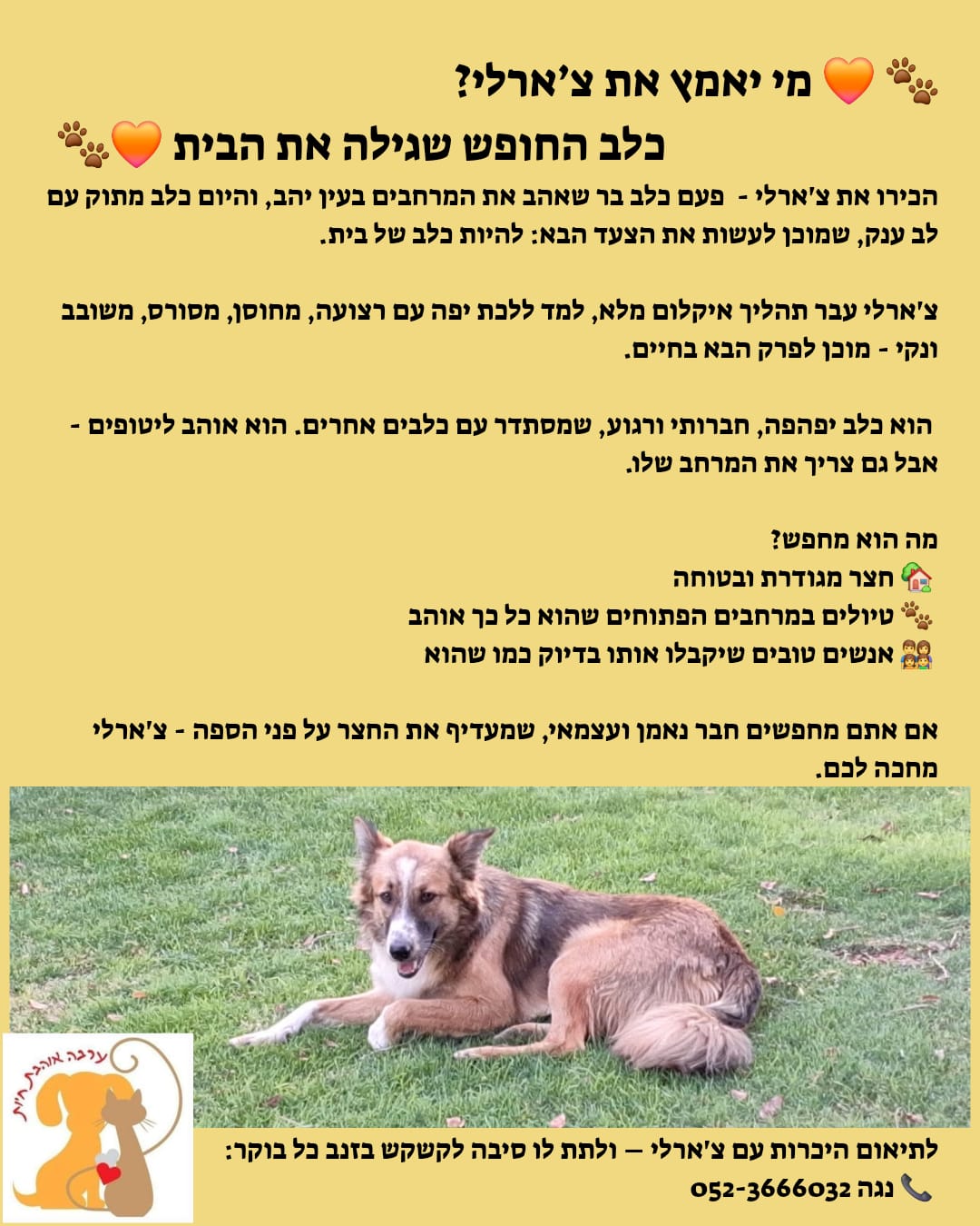 Pet for adoption